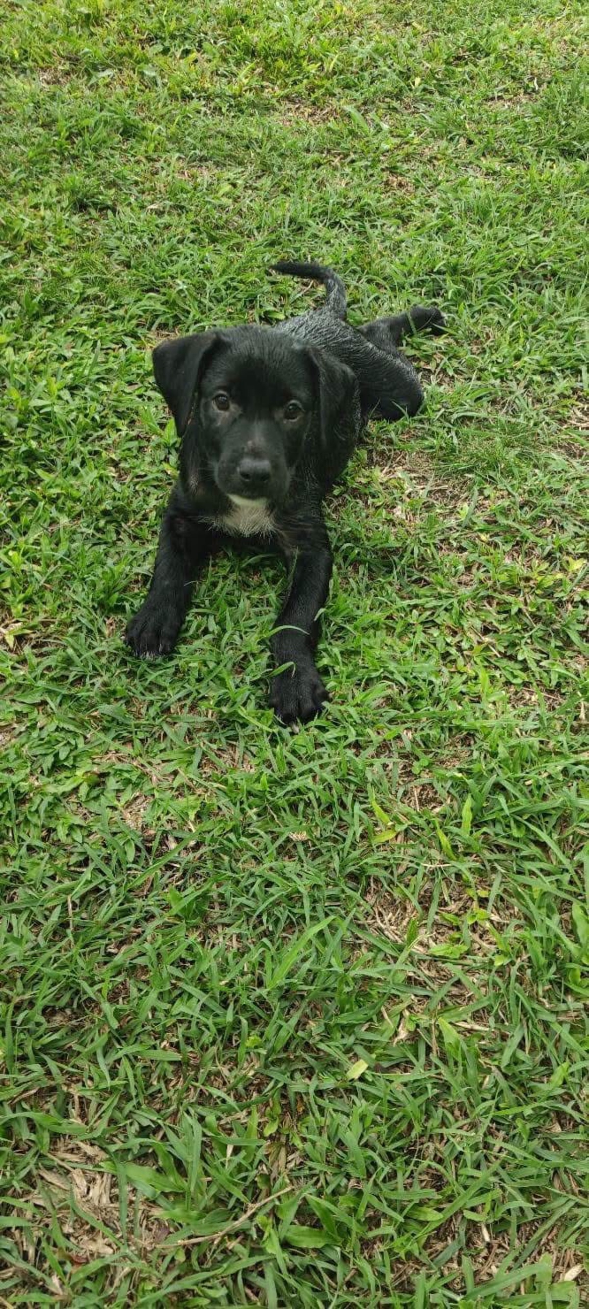 Adoption Bongo