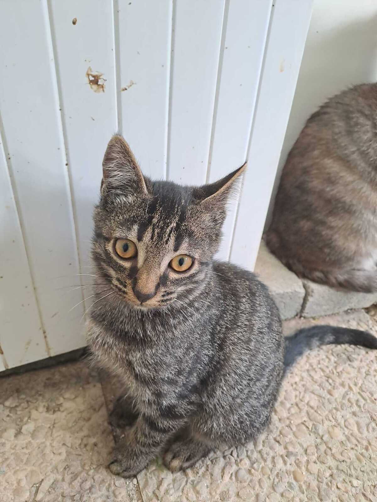Adoption Malo
