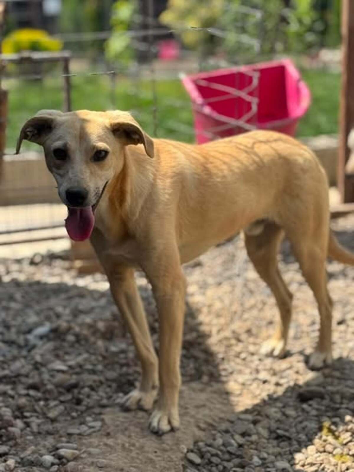Adoption Félix