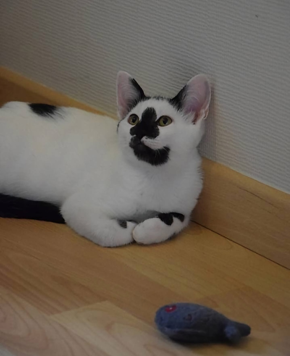 Adoption MERRY