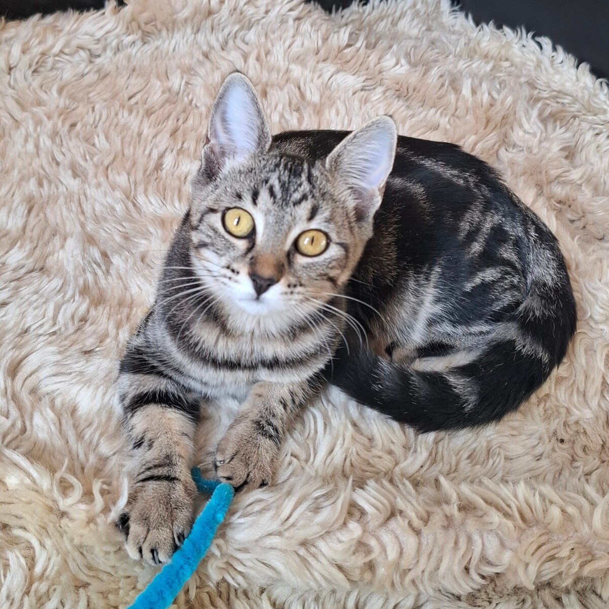 Adoption Biquette