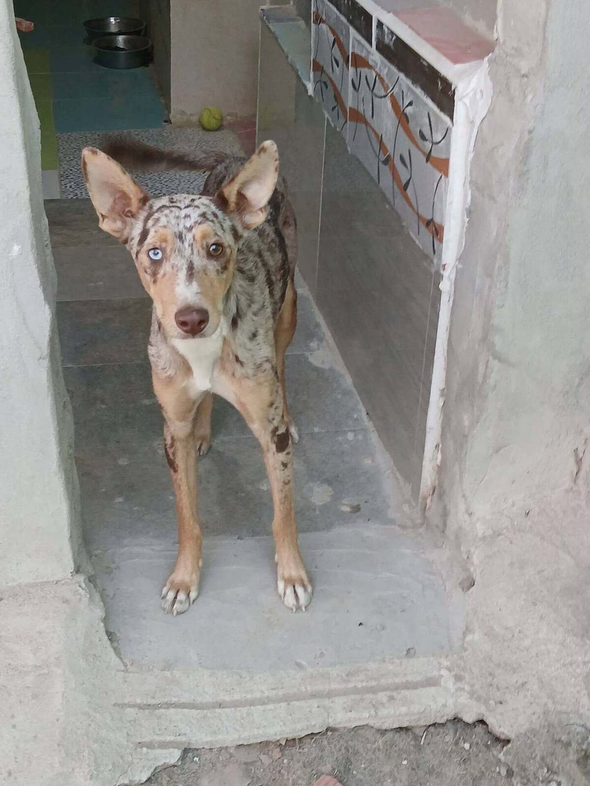 Adoption Epi