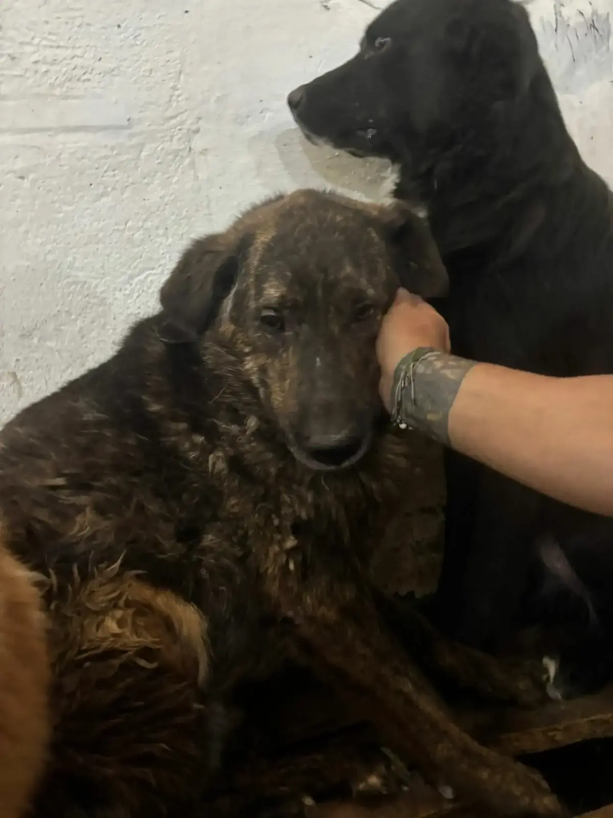 Adoption Pimousse