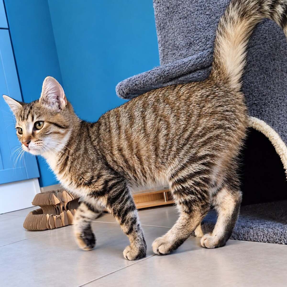 Adoption Chanve 