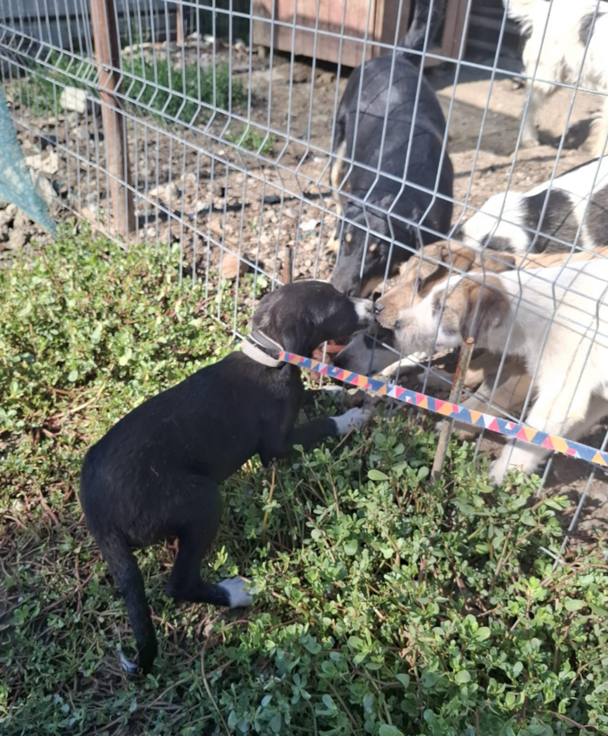 Adoption Iago