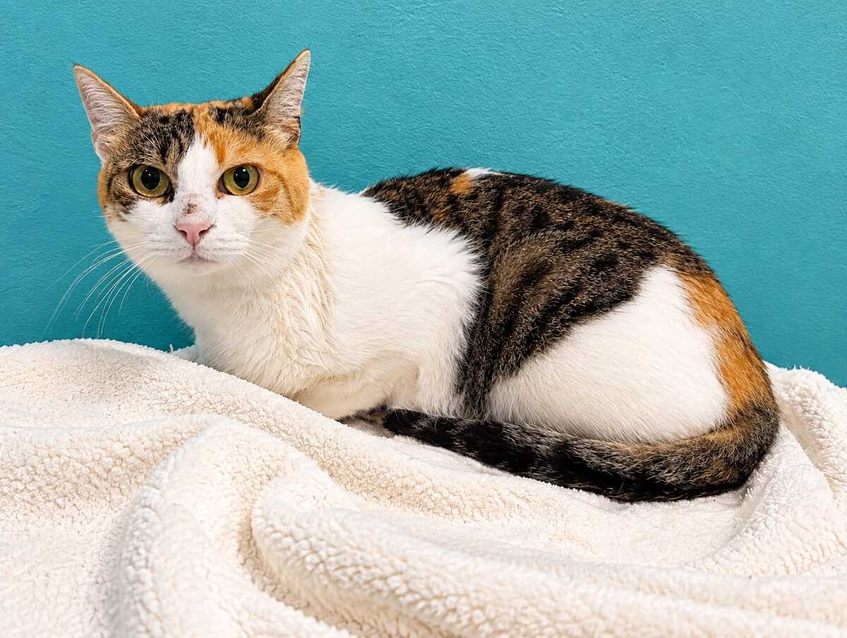 Adoption Palinka