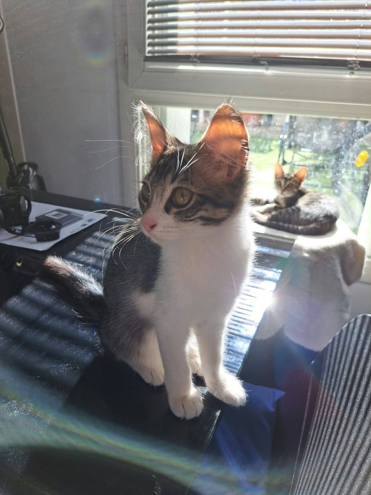 Adoption Bianca