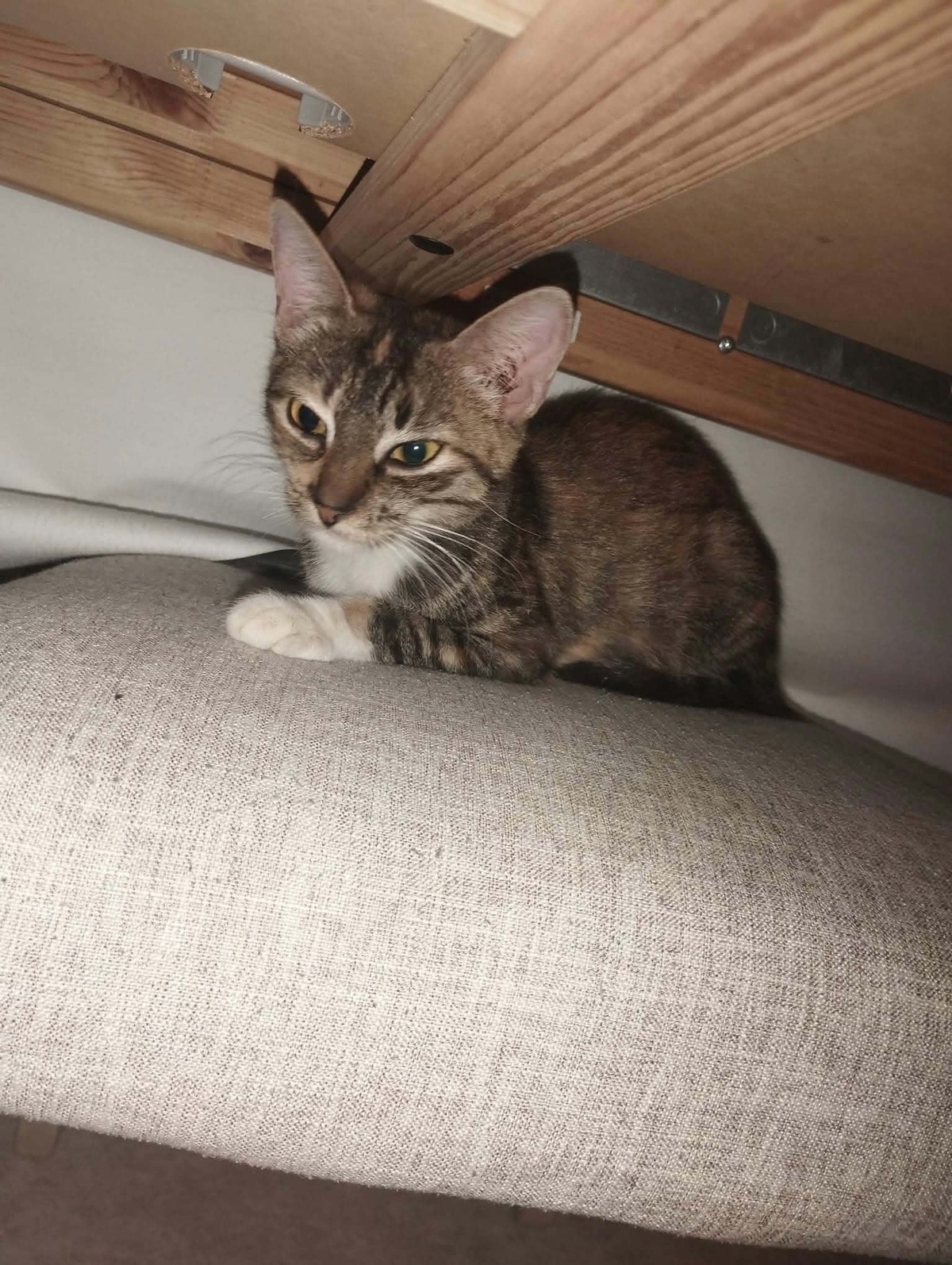 Adoption Lilith