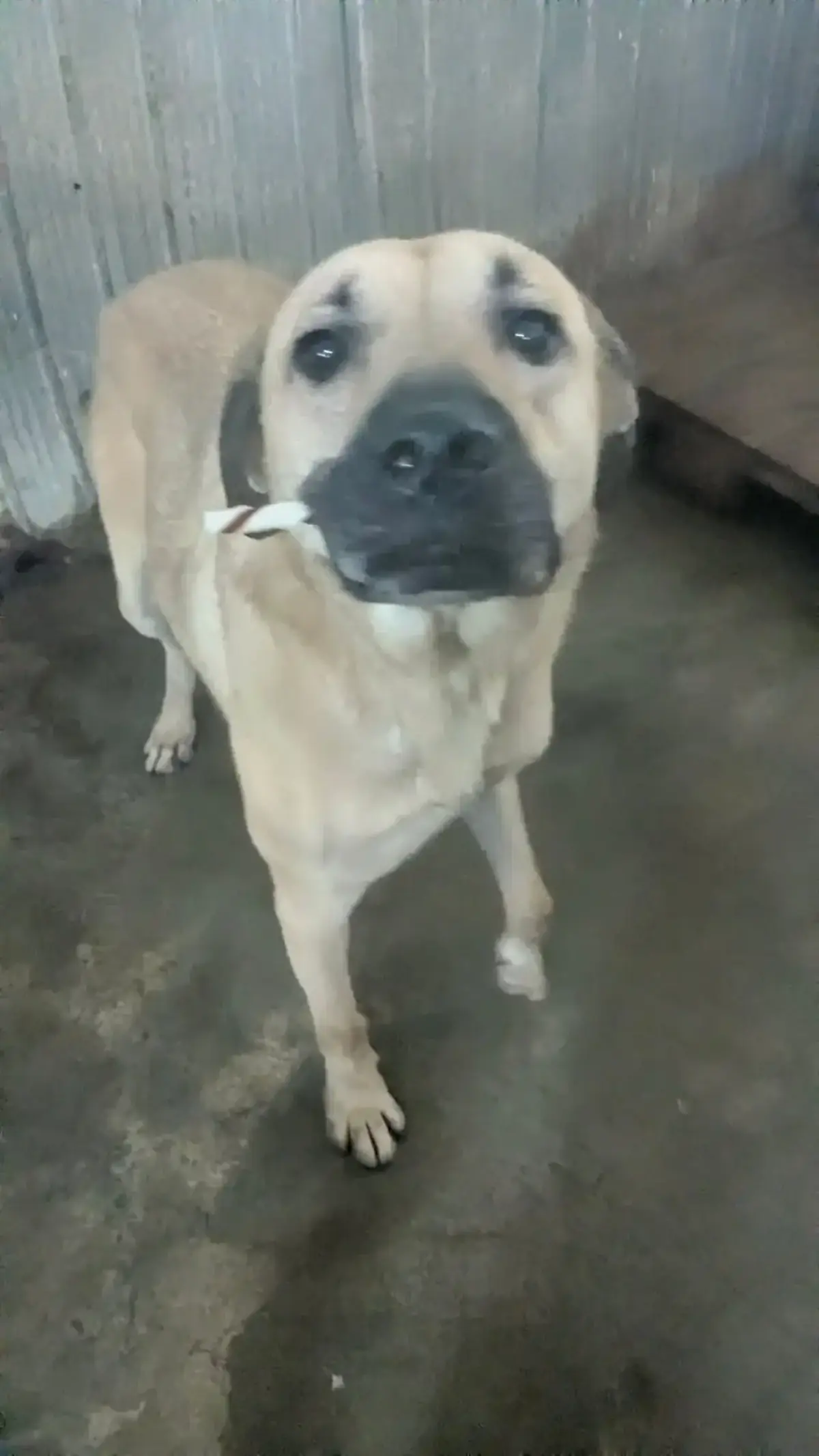 Adoption Hercule