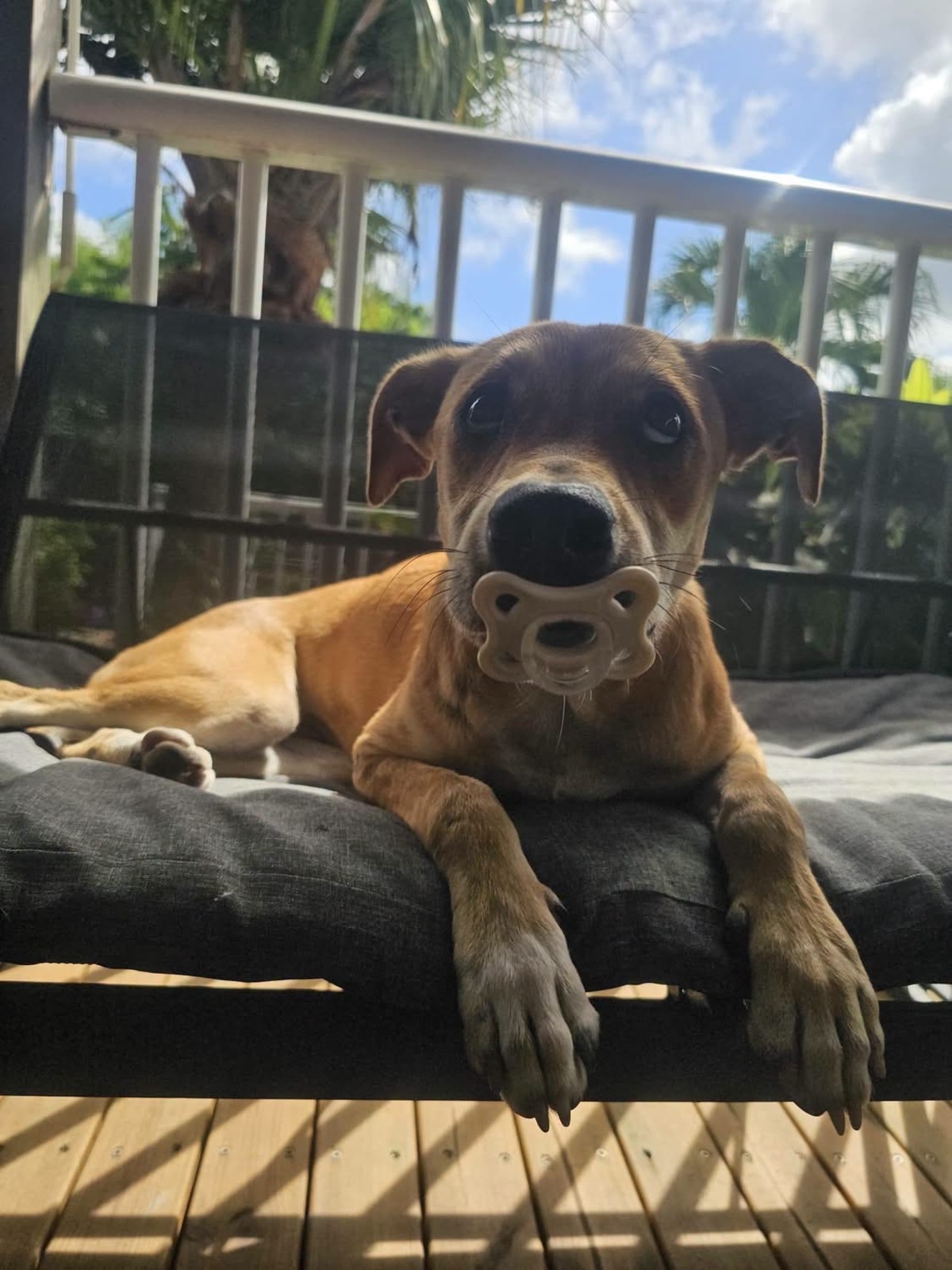 Adoption Yuna