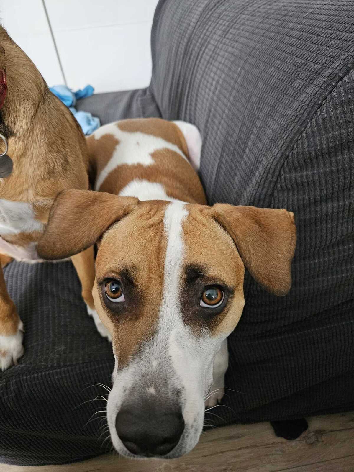 Adoption Elliot