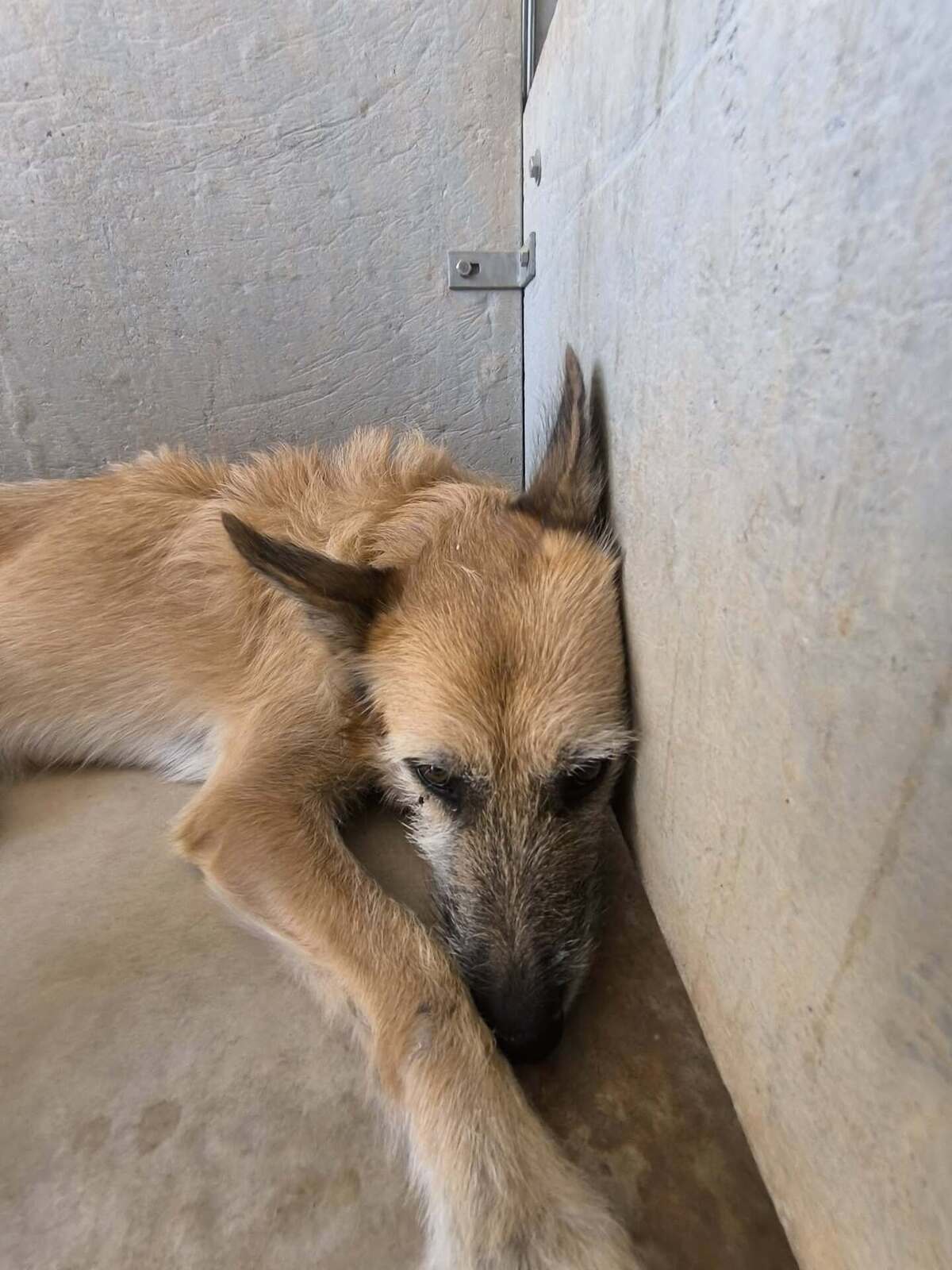 Adoption Jala