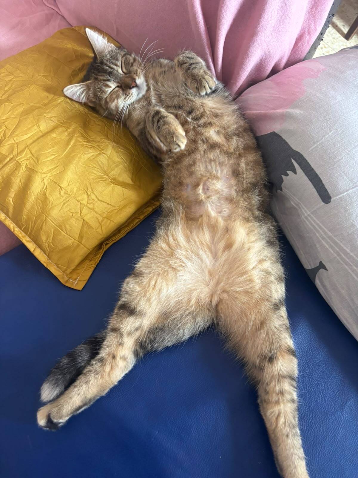 Adoption Tigri