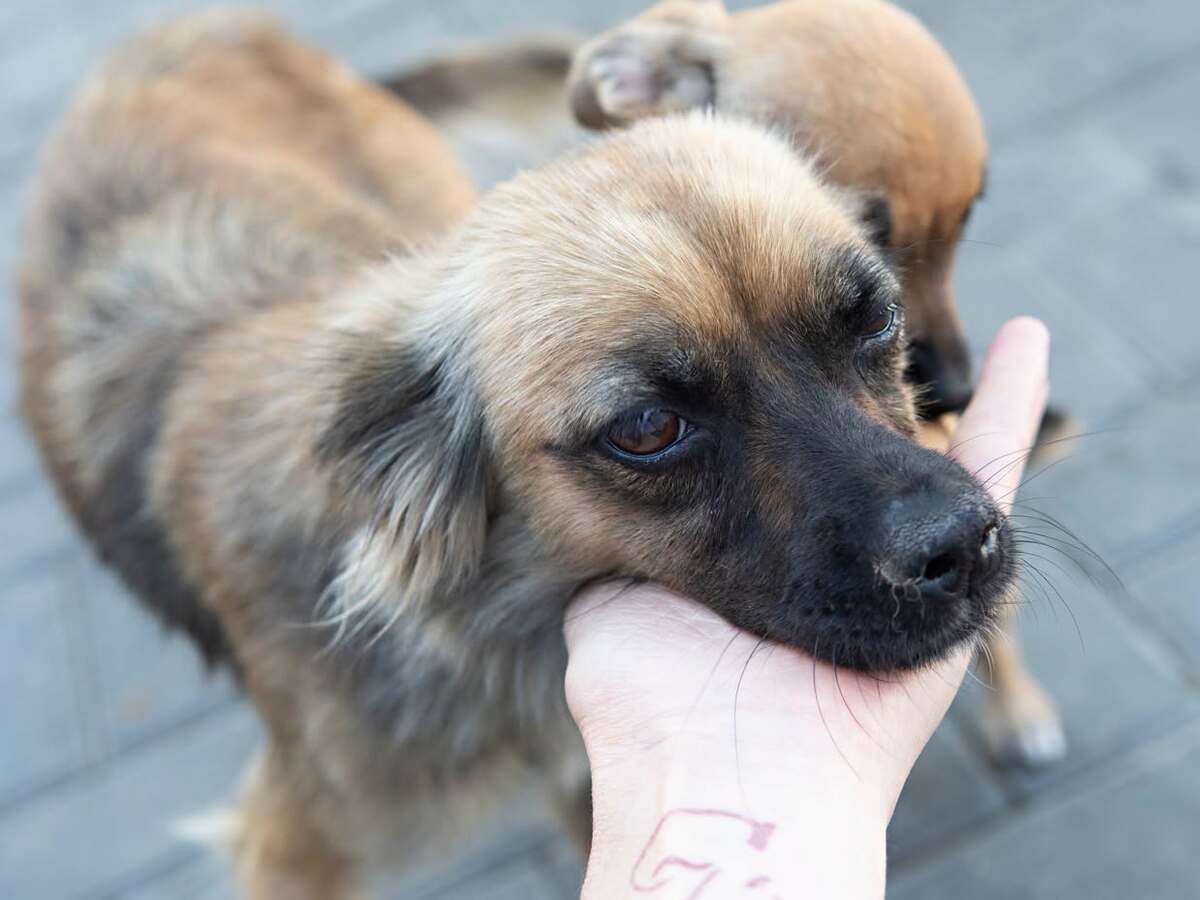 Adoption Sansa