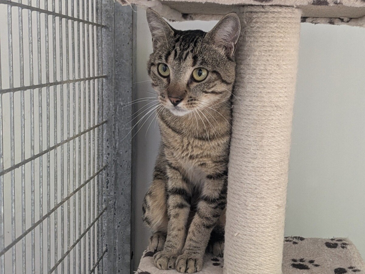 Adoption BILLY