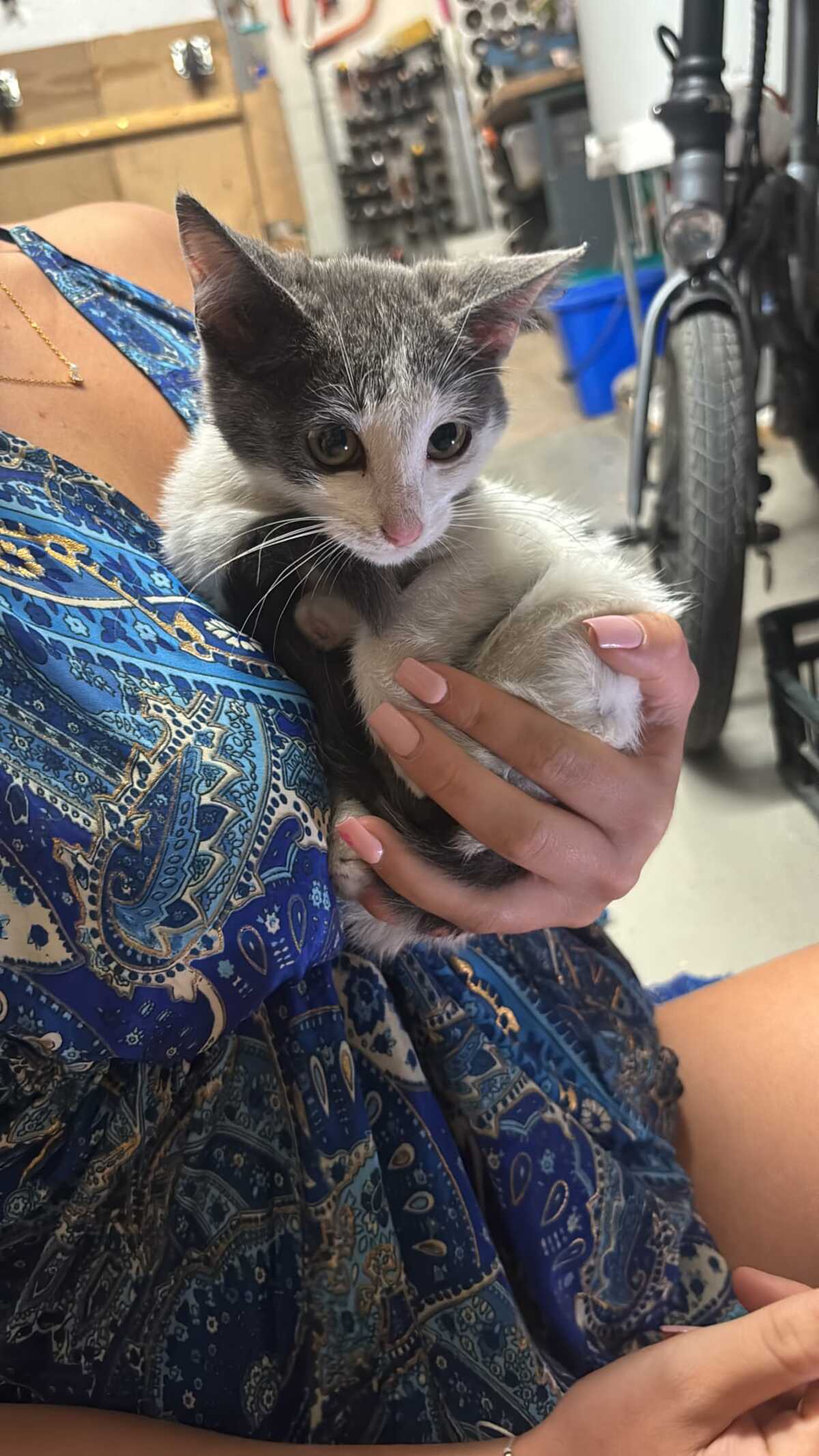 Adoption Buffy