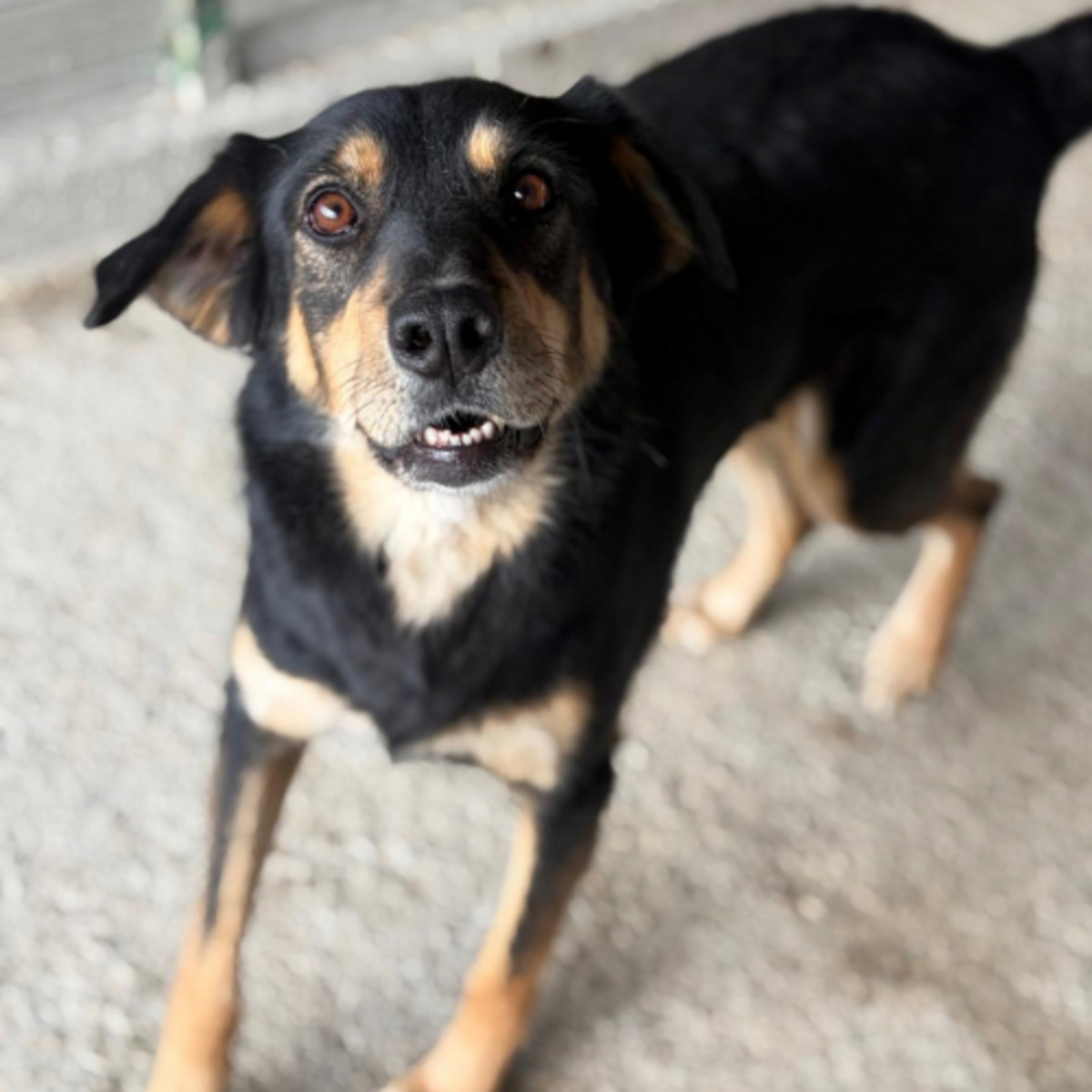 Adoption Inaya