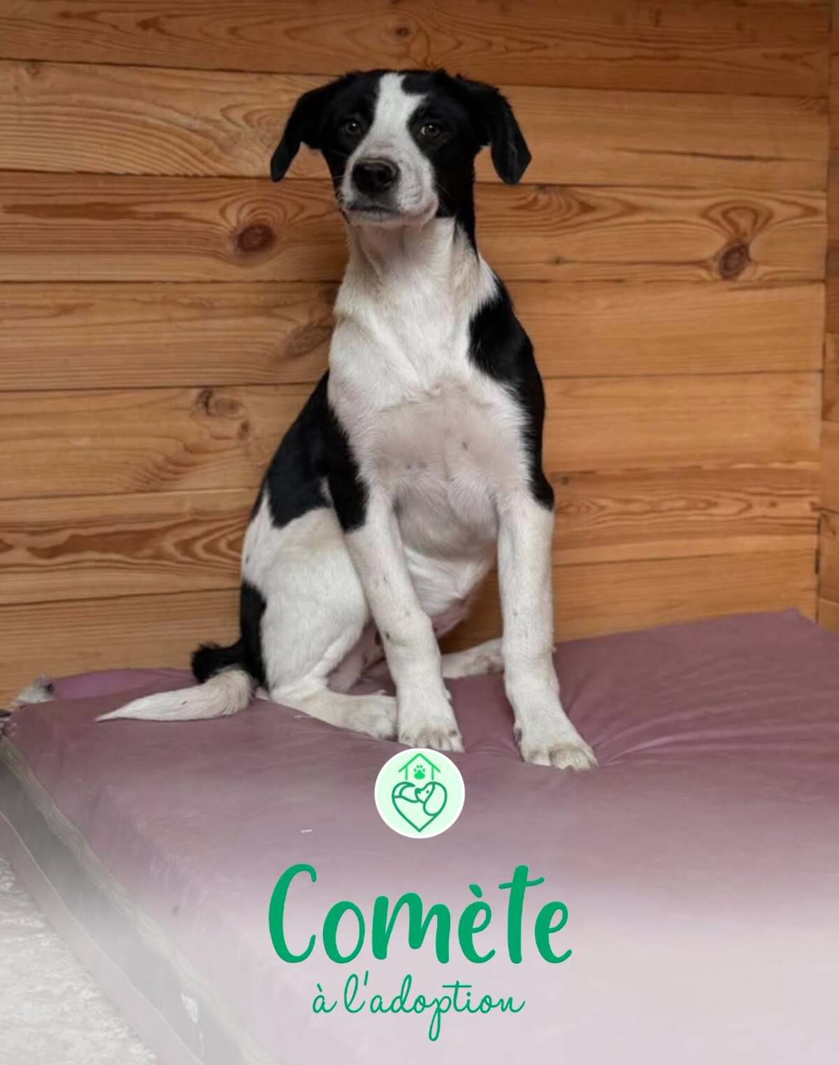Adoption Comète