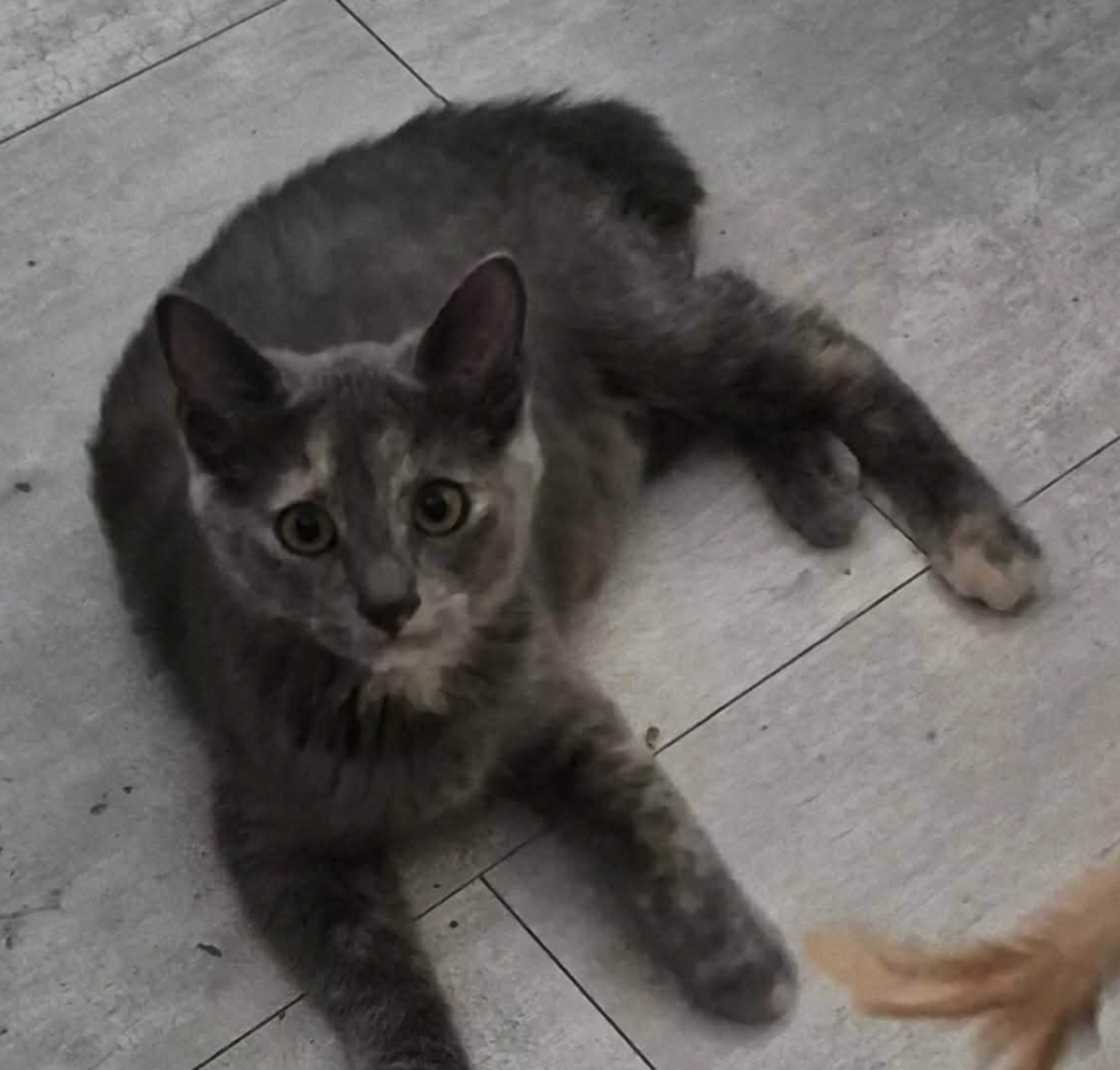 Adoption BANZAI