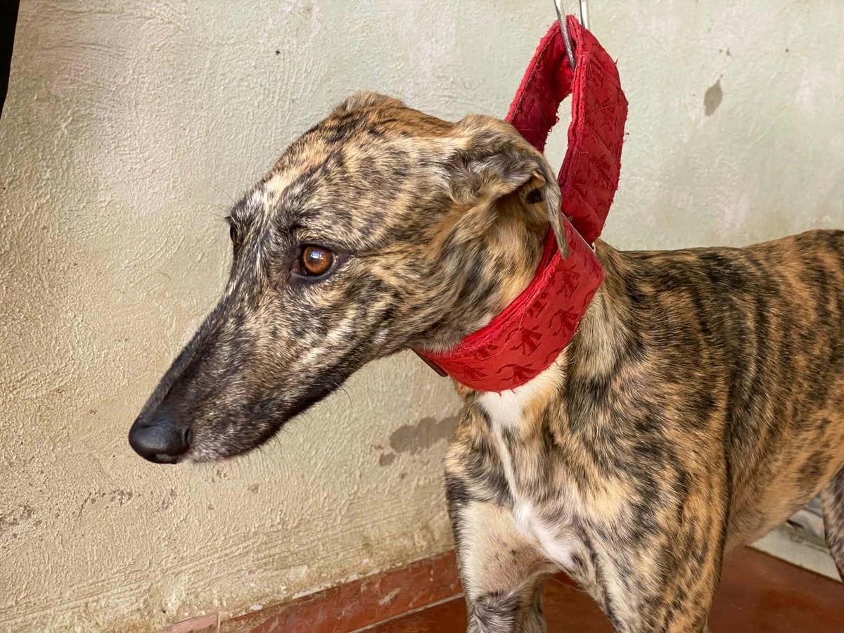 Adoption Mandarina
