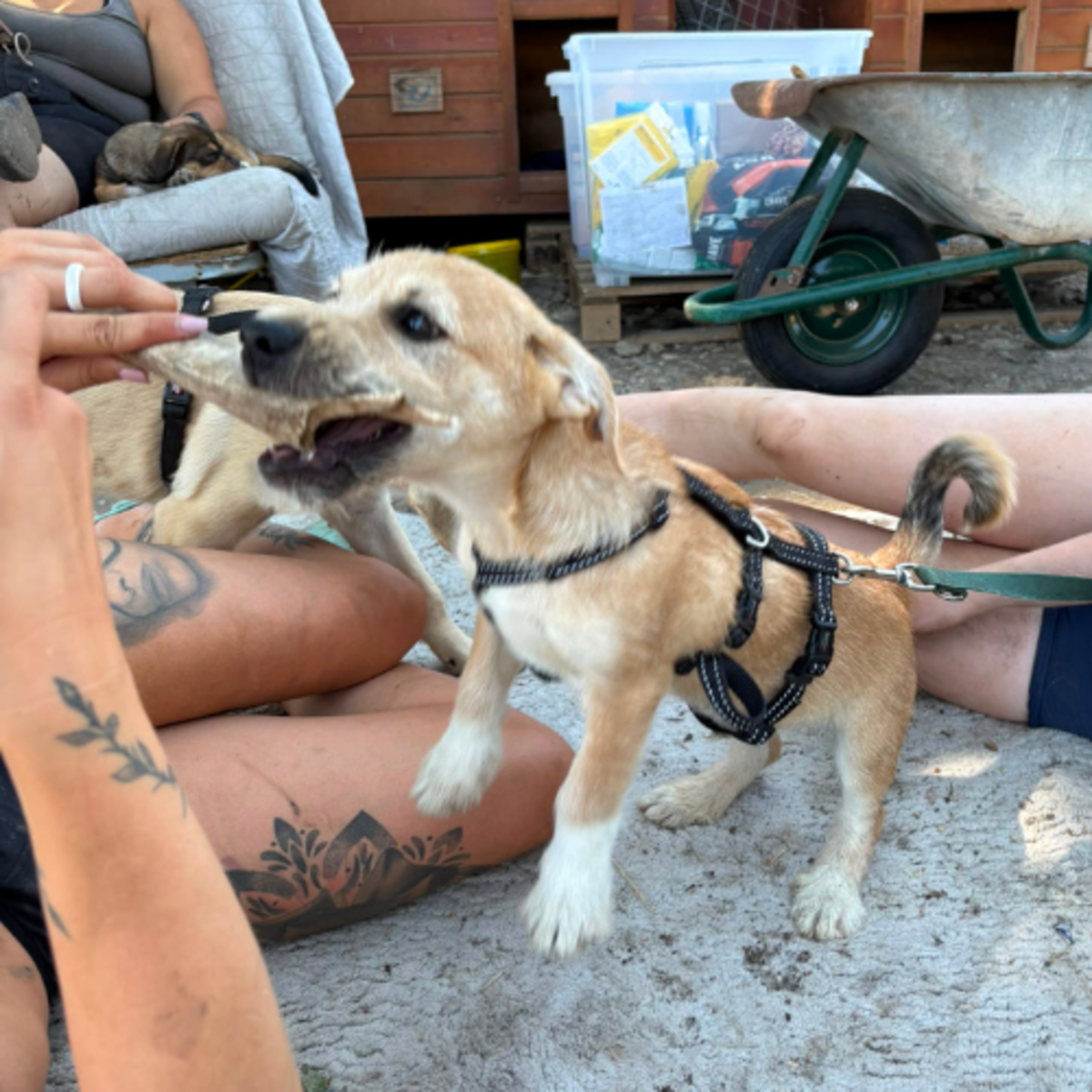 Adoption KINOU