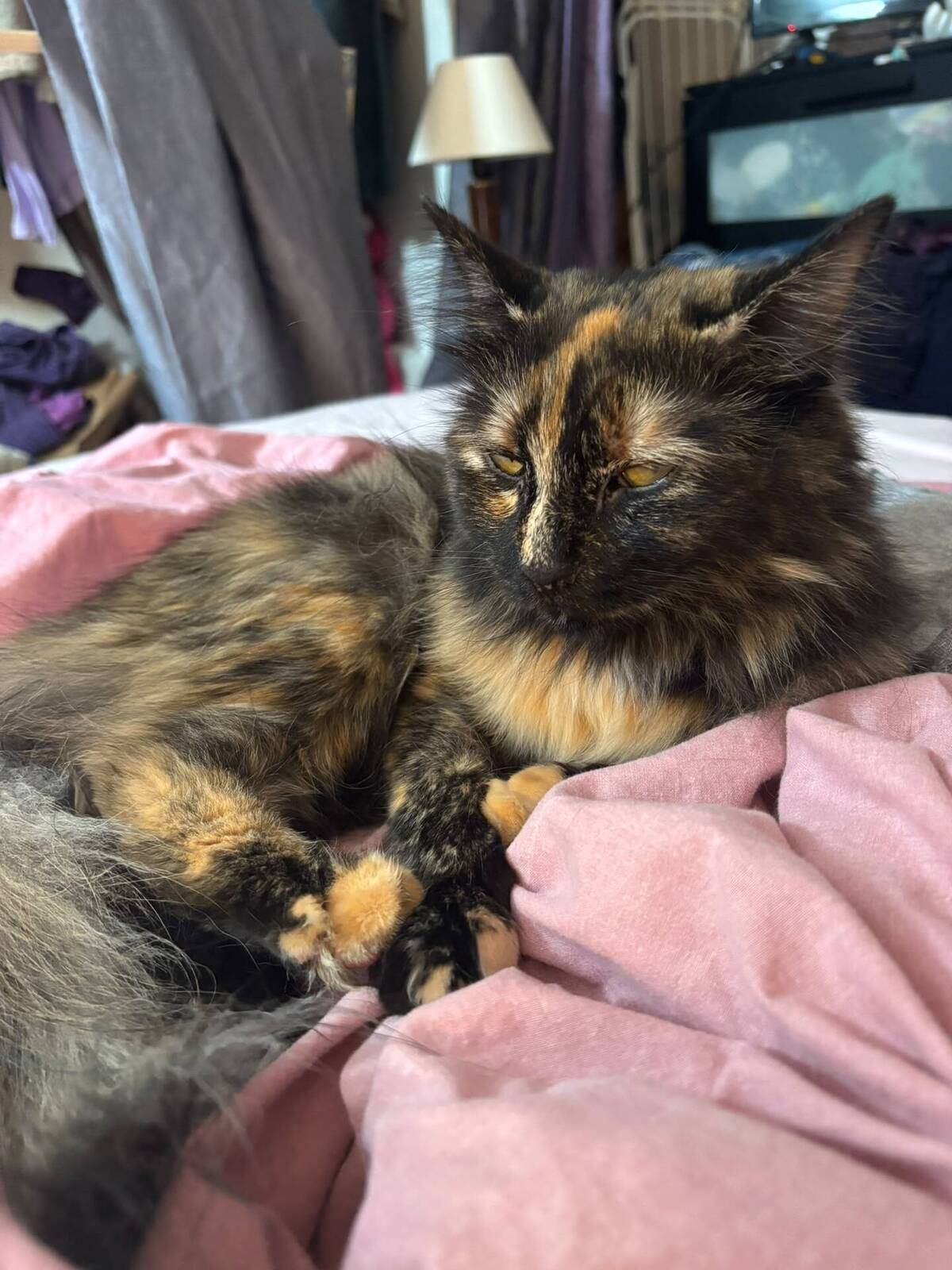 Adoption Nala