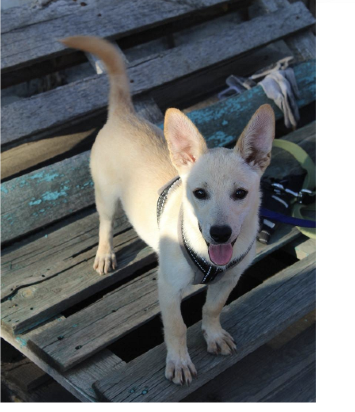 Adoption NICOLE, chien de Ukraine!