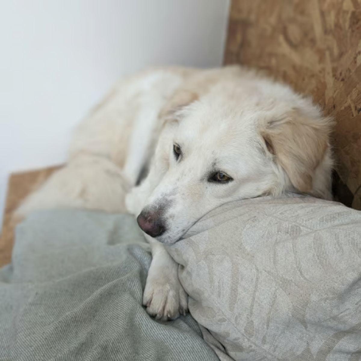 Adoption LEON