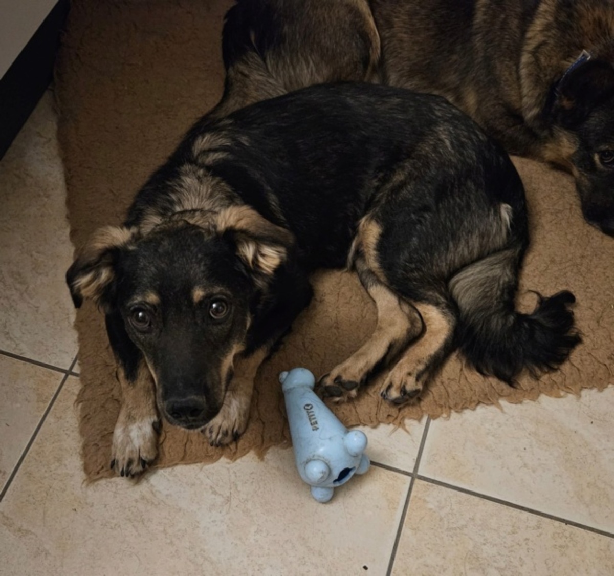Adoption Benji
