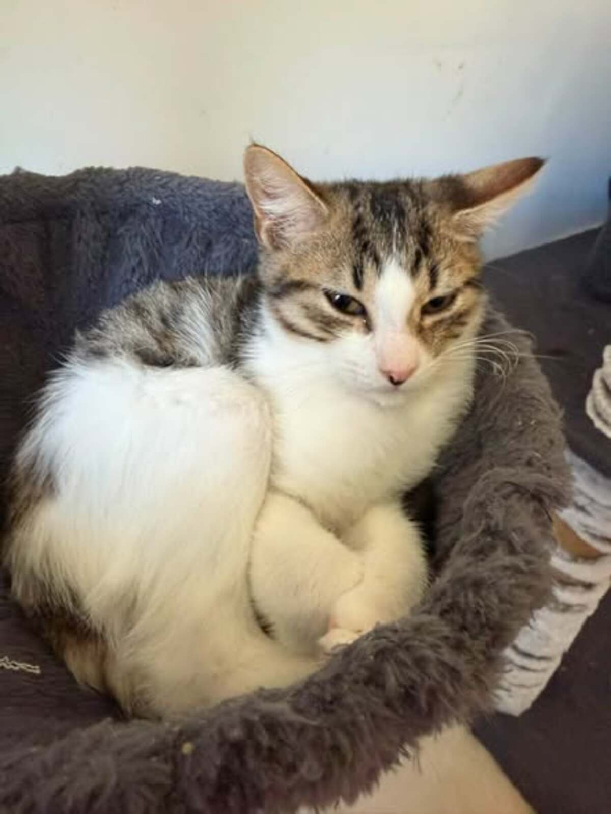 Adoption Titan