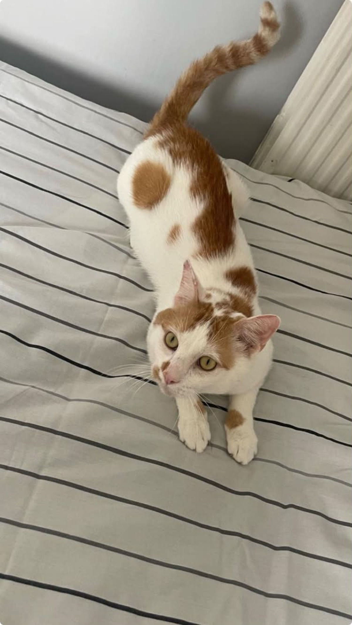 Adoption Charlie