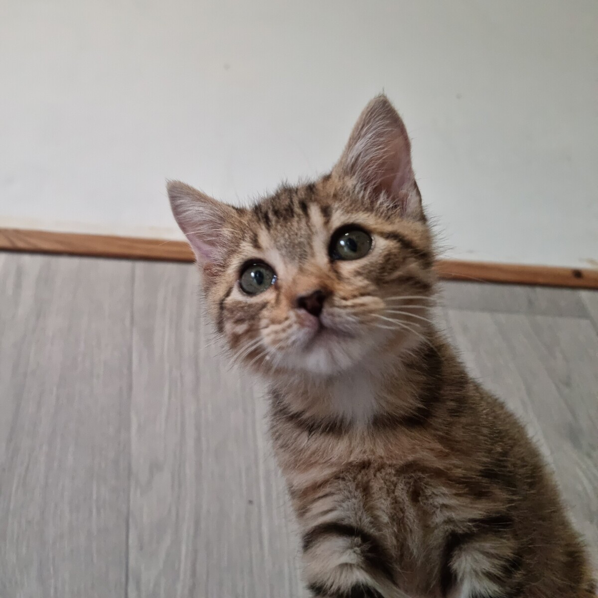 Adoption Bubblegum