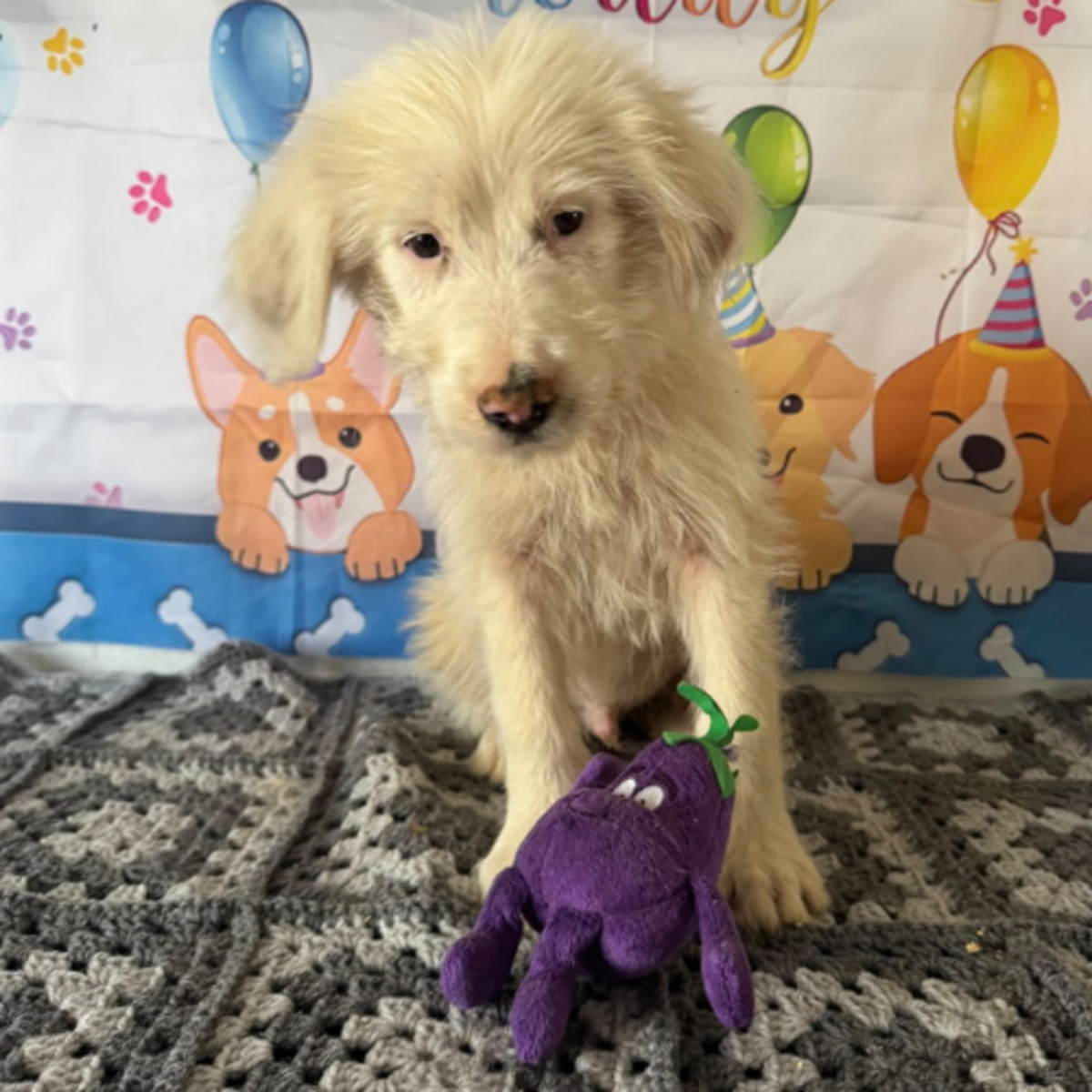 Adoption Lioco