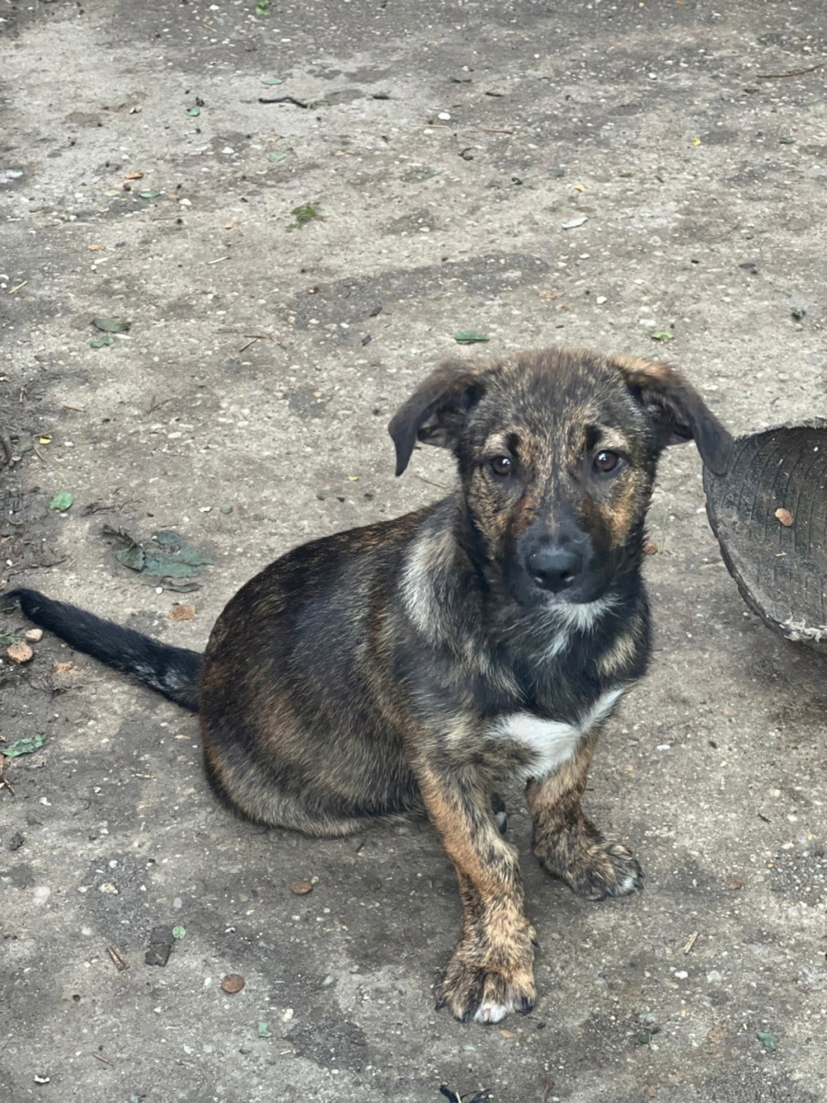 Adoption Altaï