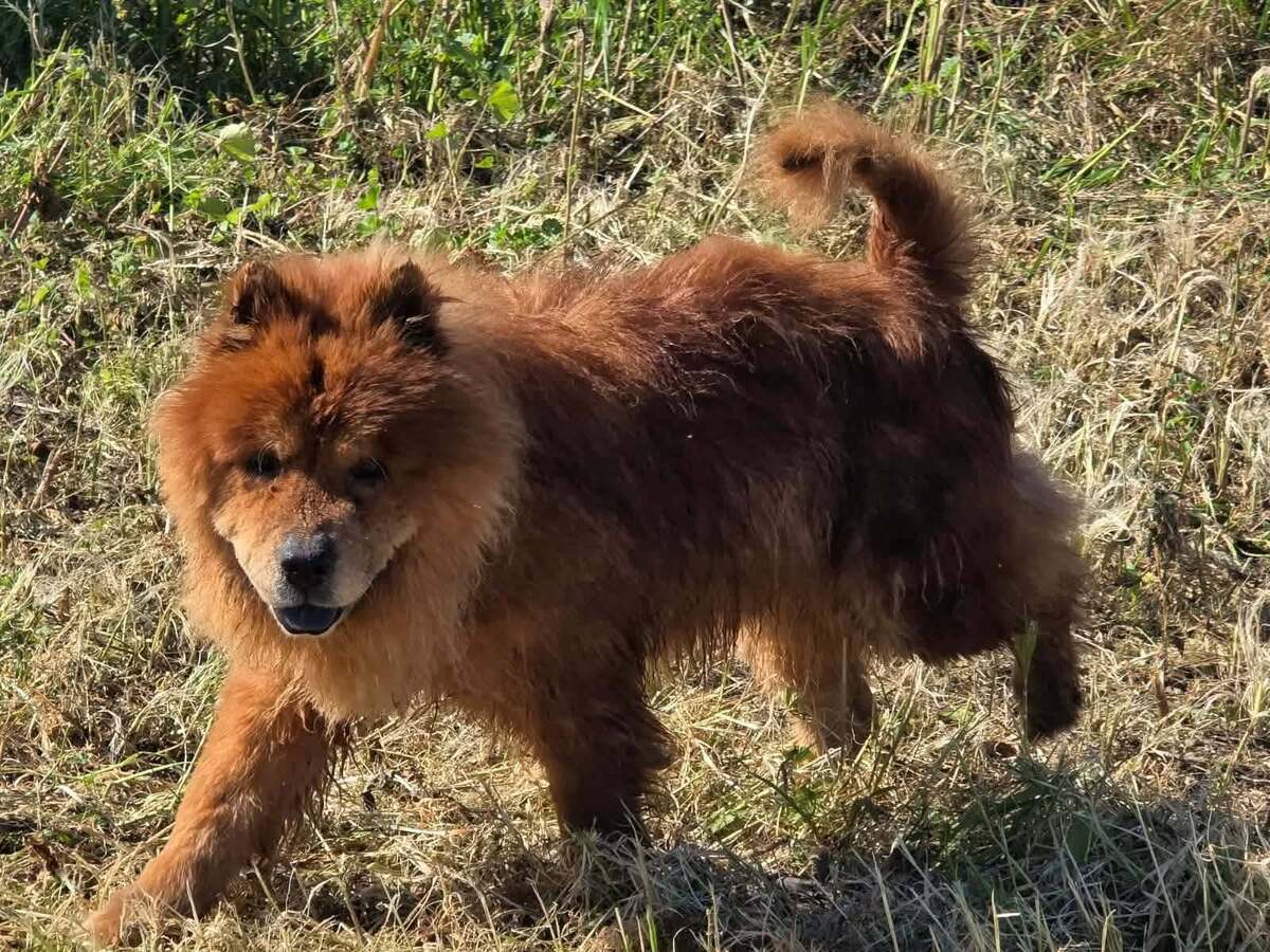 Adoption DAKO