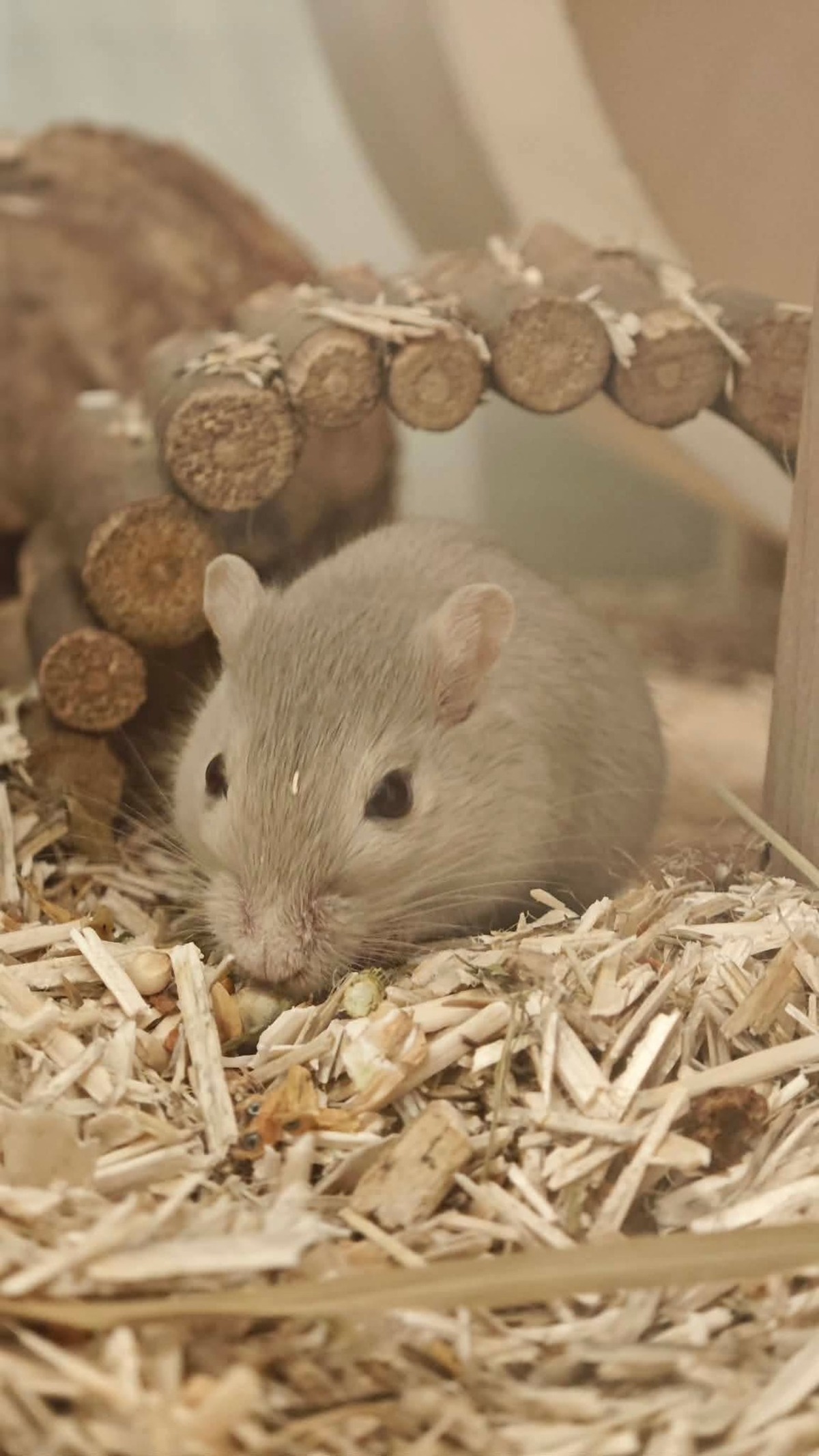Adoption Bilbo