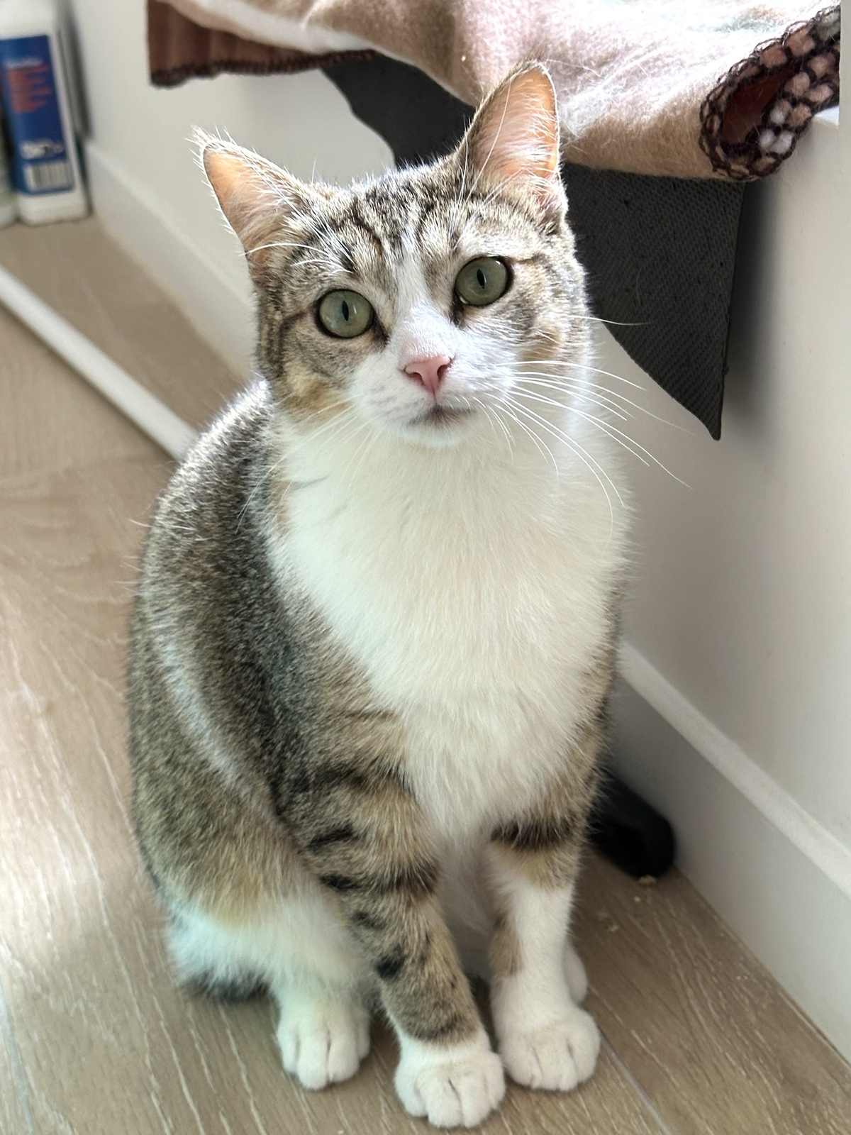 Adoption Nala