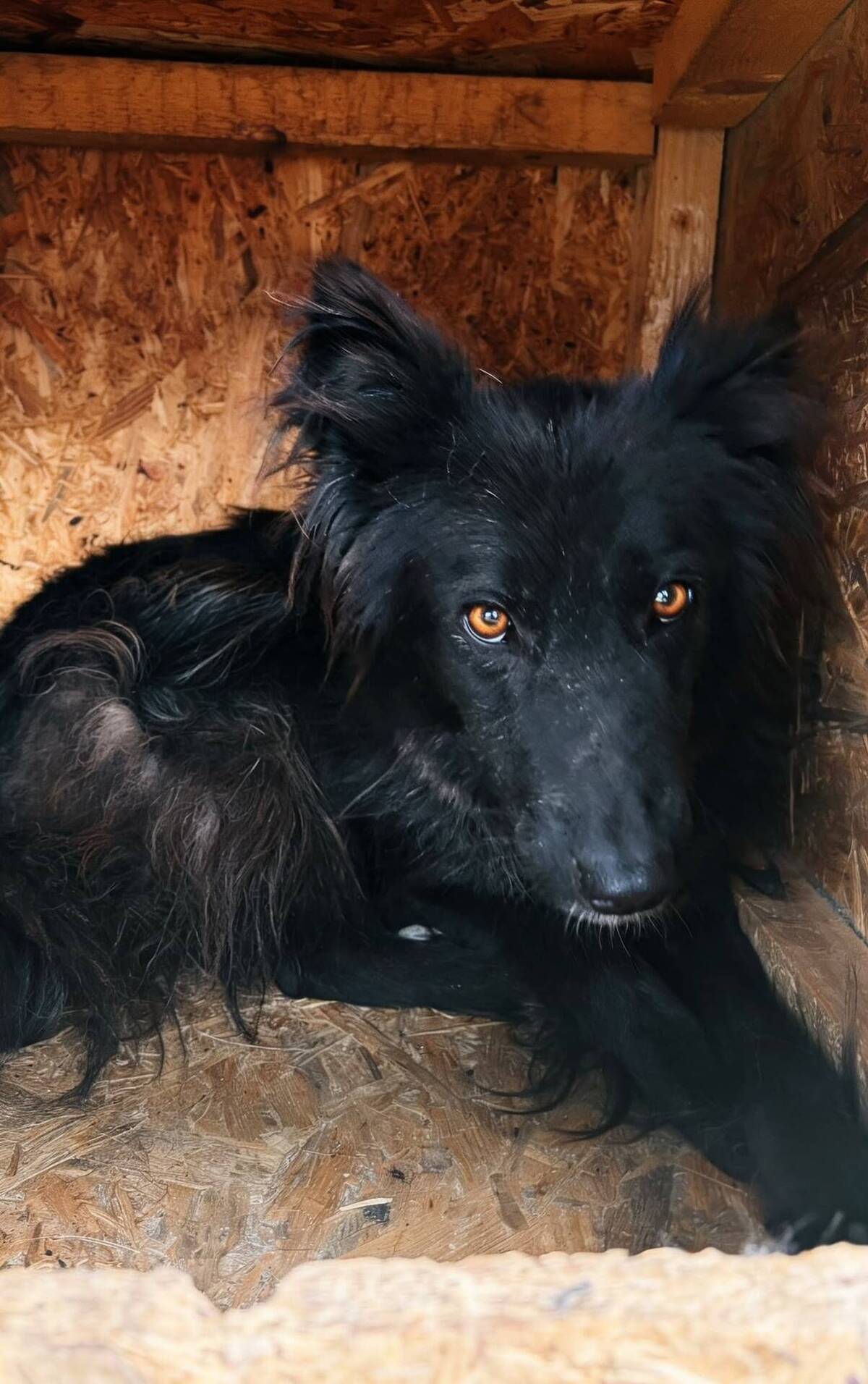Adoption Lia