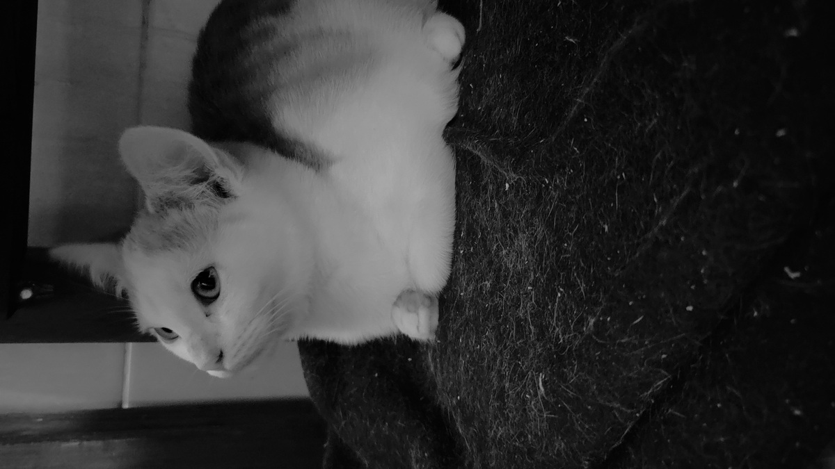 Adoption Benny