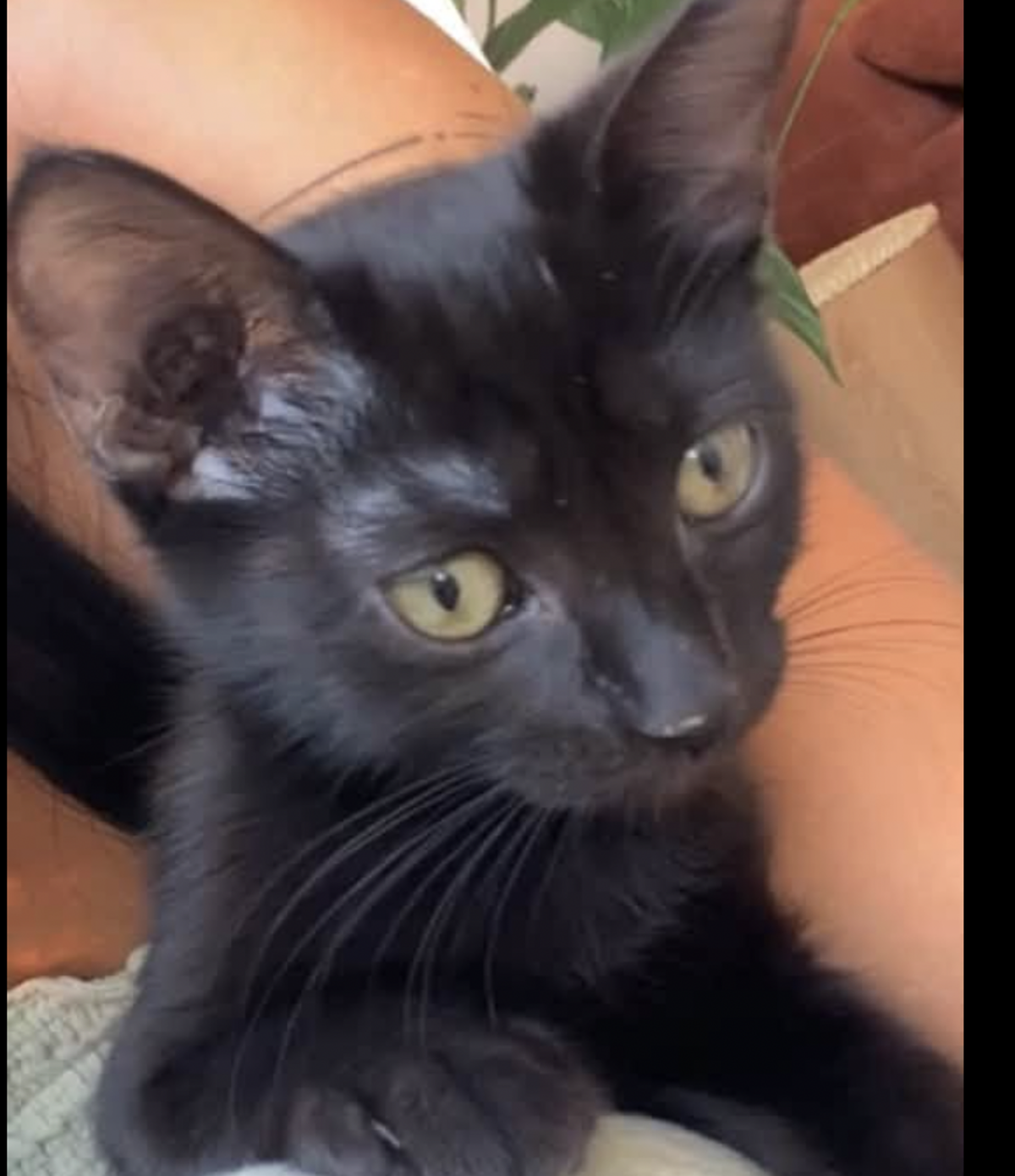 Adoption BLAKE ET BILLIE 