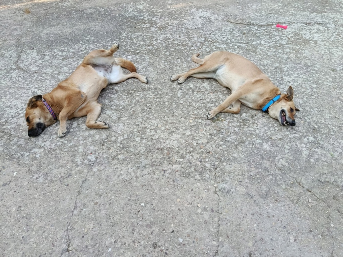 Adoption MIA
