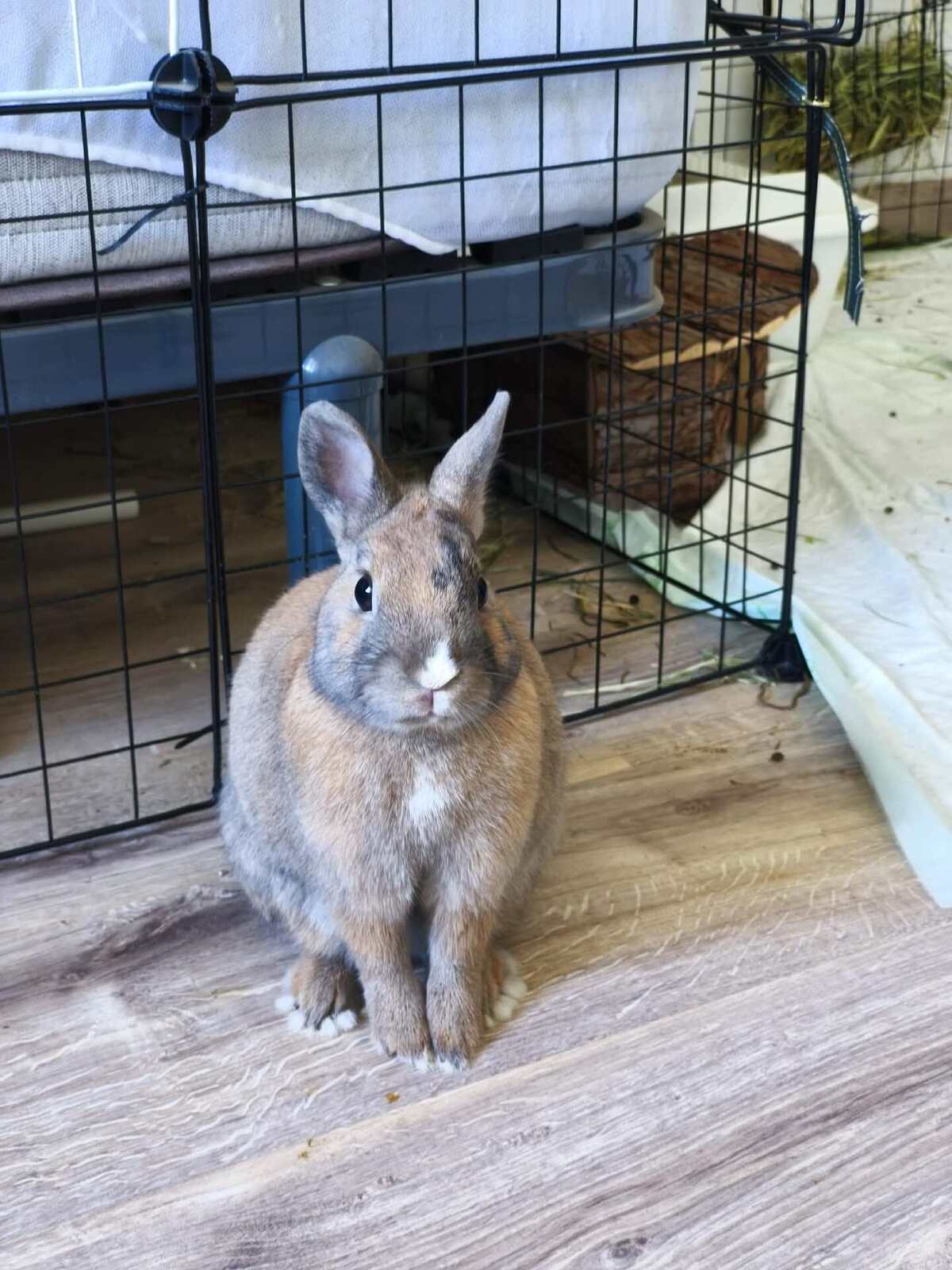 Adoption Fenouil