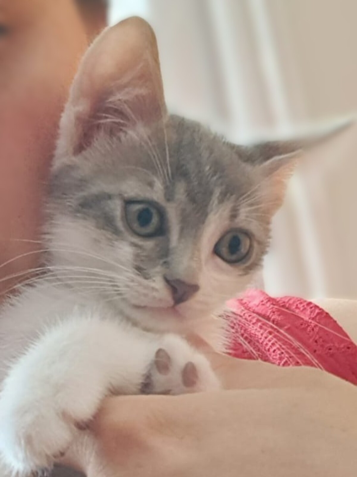 Adoption Bounty
