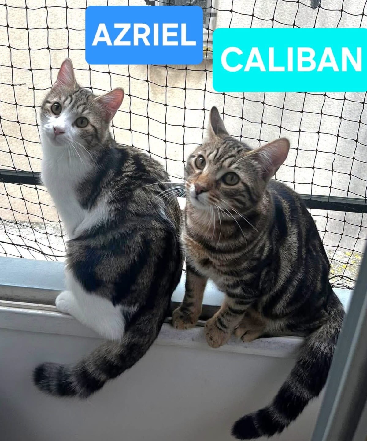 Adoption Azriel et Caliban 