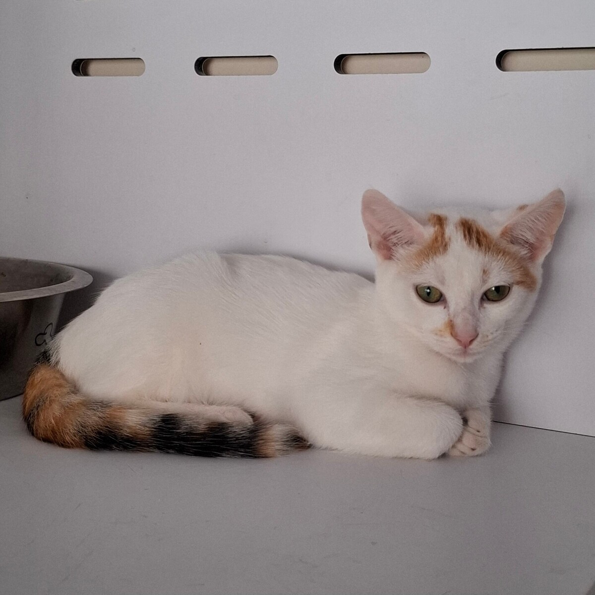Adoption BERMUDE