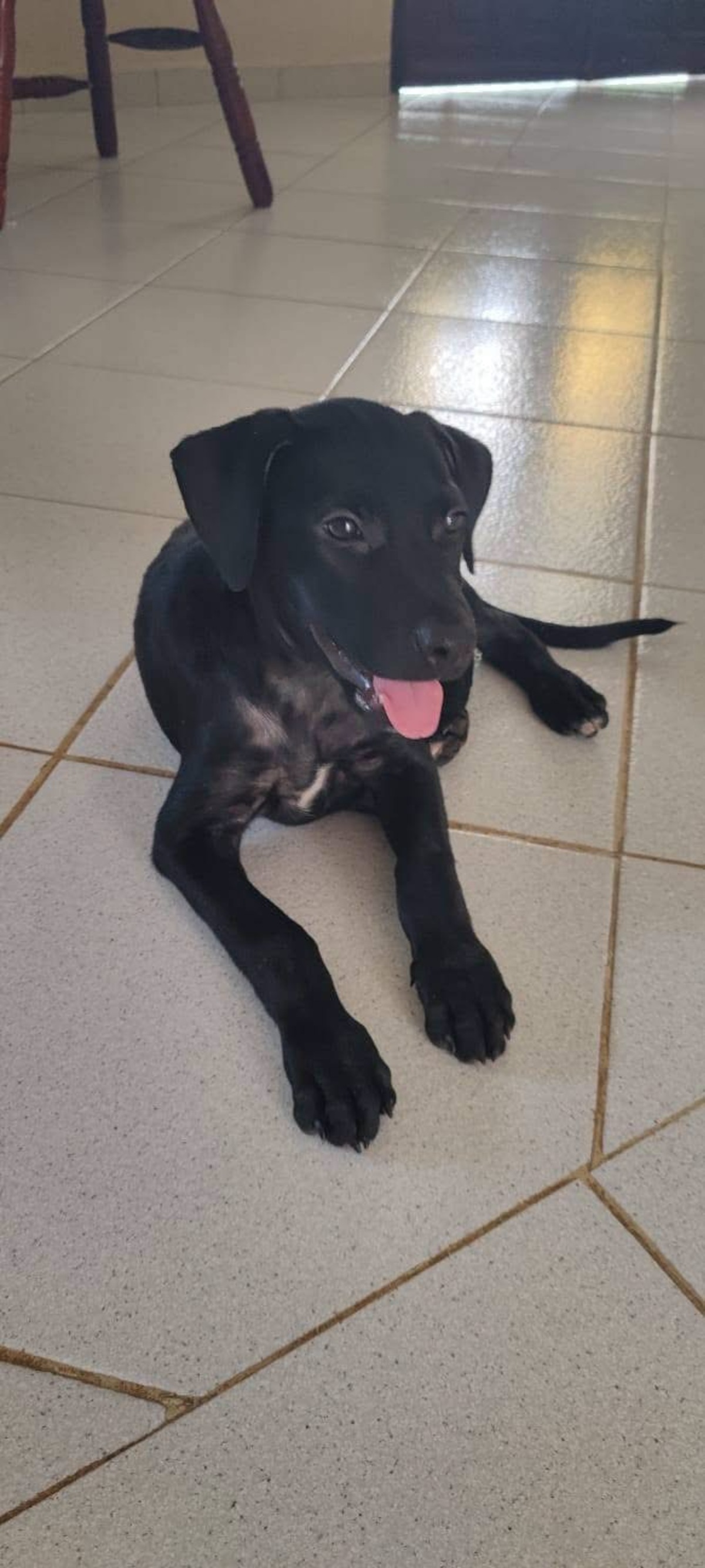 Adoption Baila