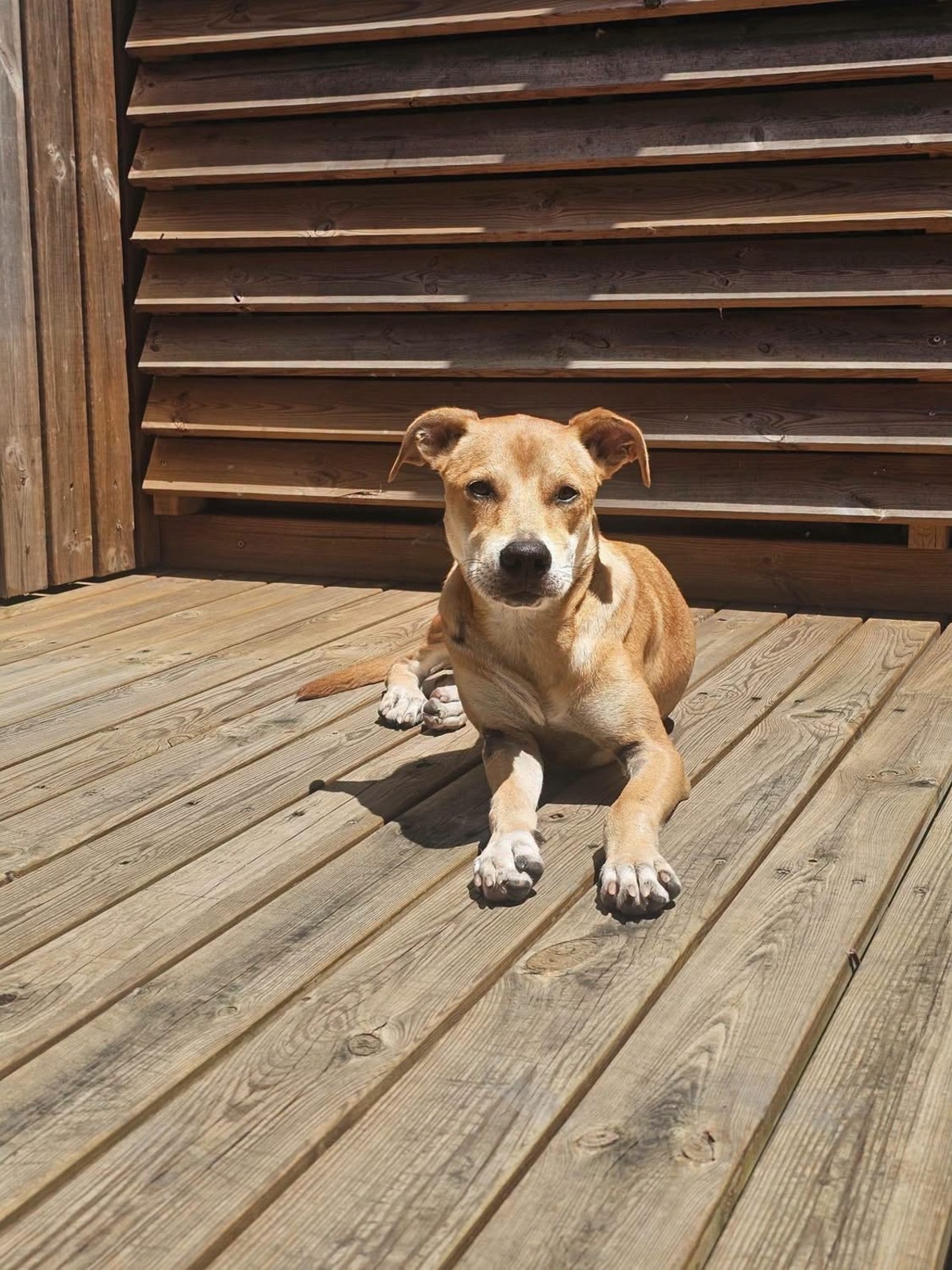 Adoption Yuna