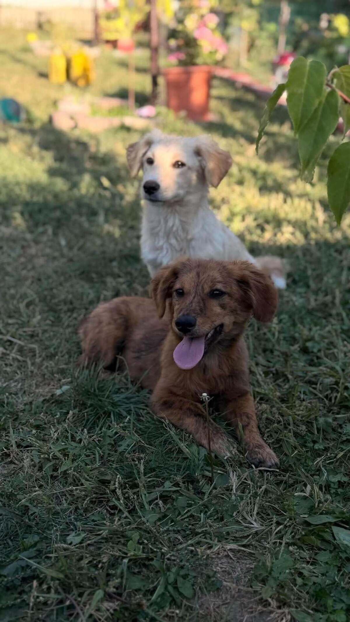 Adoption Ramm