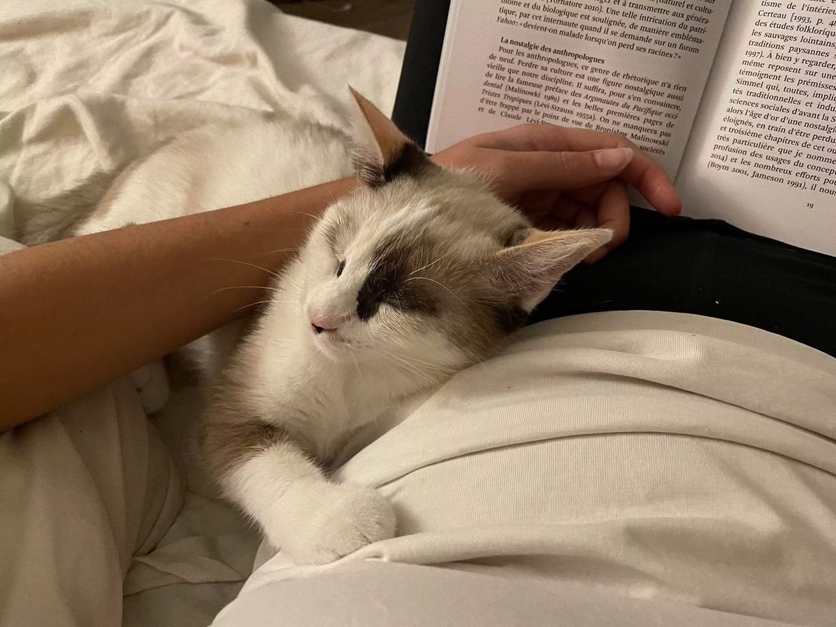 Adoption Cadanse 