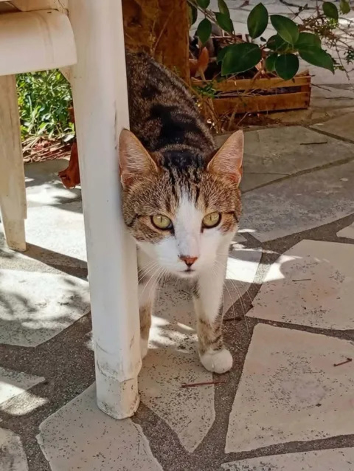 Adoption Peroni